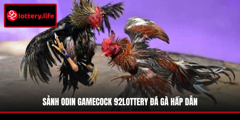 Sảnh Odin GameCock 92LOTTERY đá gà hấp dẫn