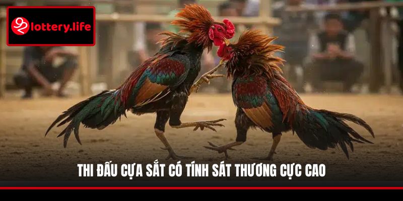 Thi đấu cựa sắt có tính sát thương cực cao