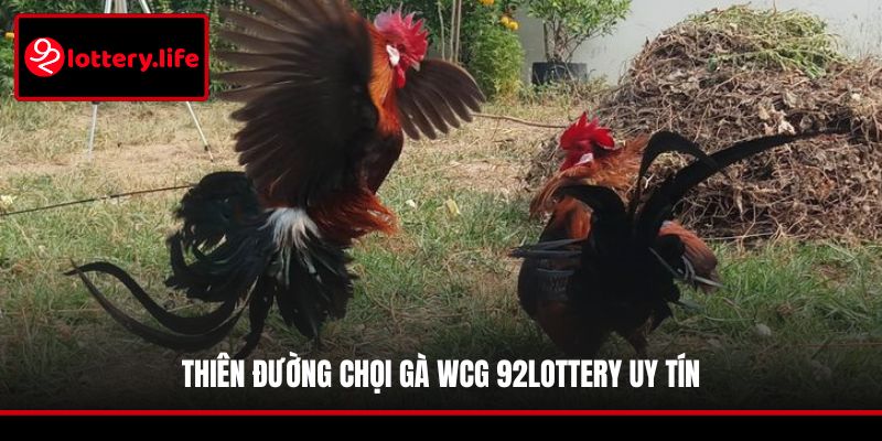 Thiên đường chọi gà WCG 92LOTTERY uy tín