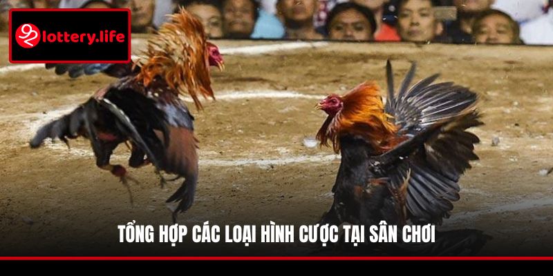 Tổng hợp các loại hình cược tại sân chơi